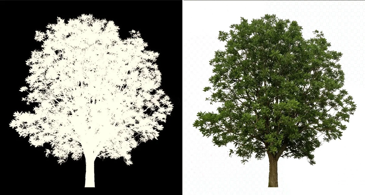 Clipping Path & Clipping Mask